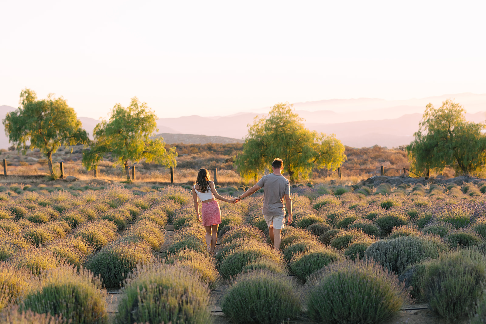 lavender farm couples shoot