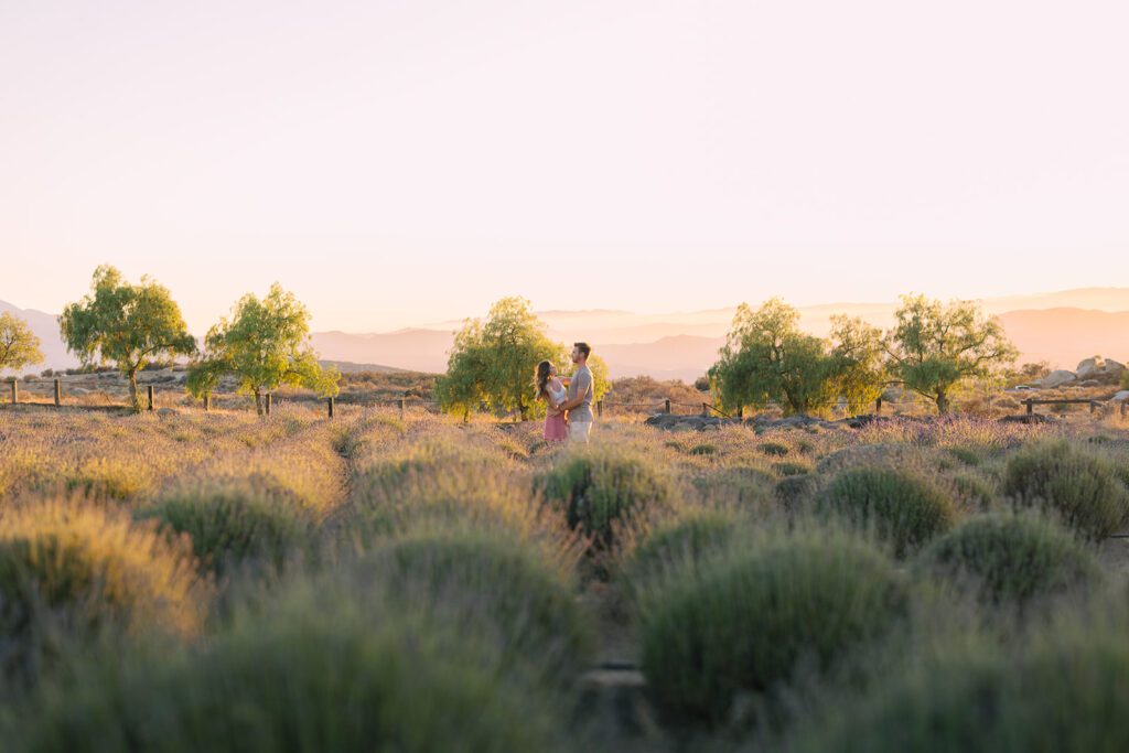 lavender farm couples shoot