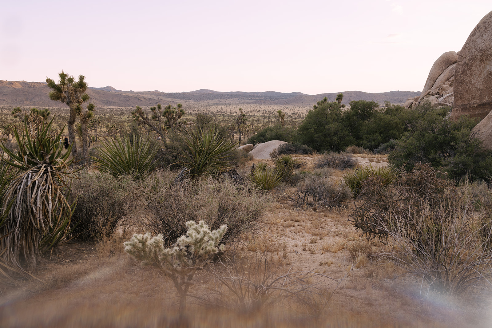 Joshua tree national park