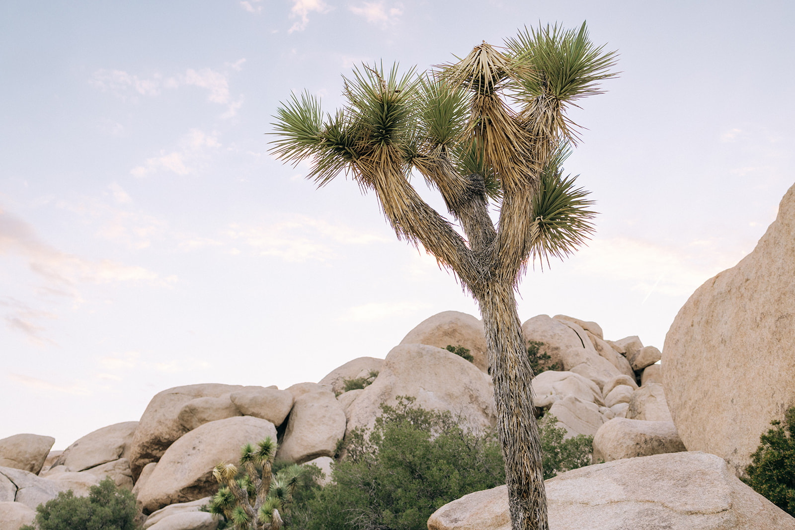 a Joshua Tree in the national park