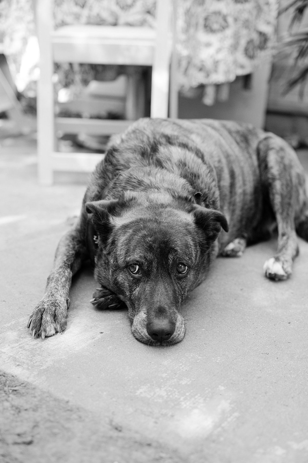 the couples' dog laying on the ground 