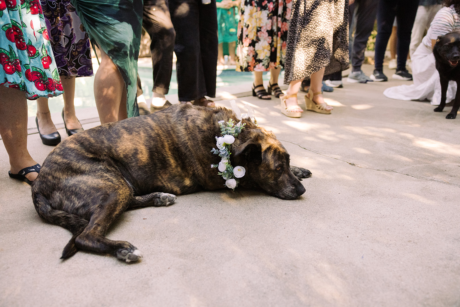 the couples' dog relaxing with a flower collar on at their backyard ceremony 