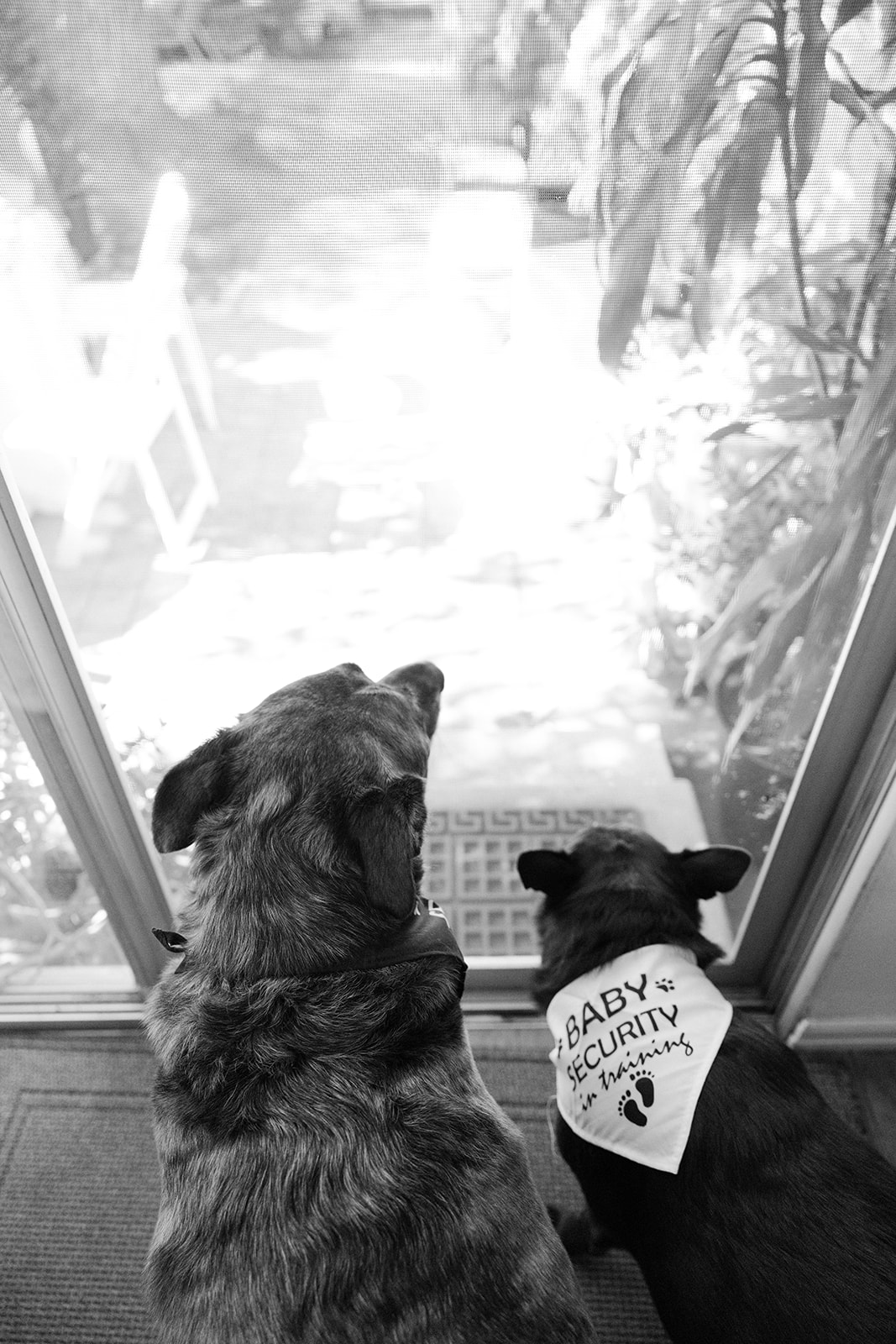 two dogs looking out a glass door, one with a bandana on 