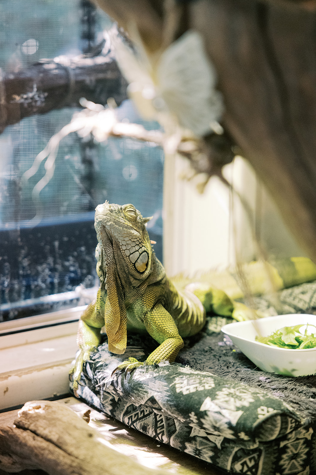 their iguana in it's cage 