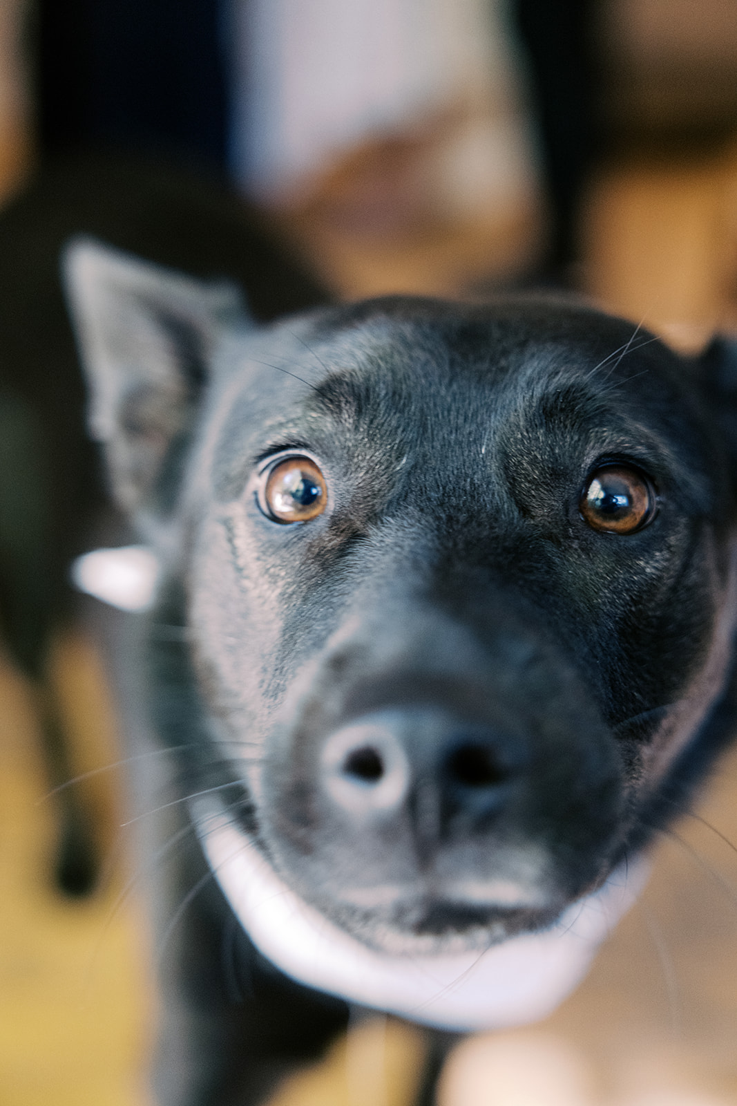 a close up of the couples' dog 