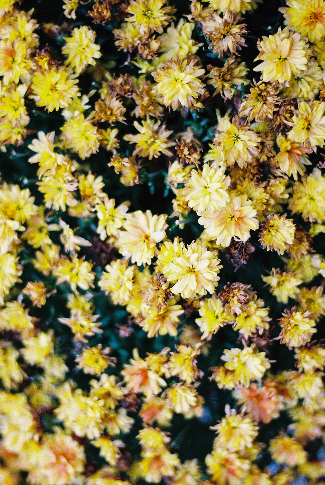 35mm film of yellow flowers